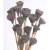 LOTUS PODS MINI Natural 12"